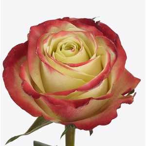 Rosa Eagle Eye