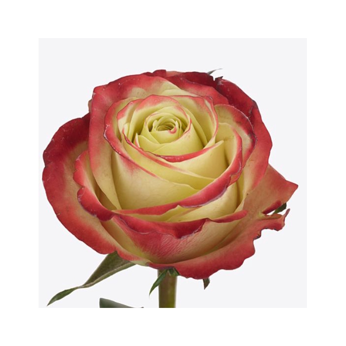 <h4>Rosa Eagle Eye</h4>