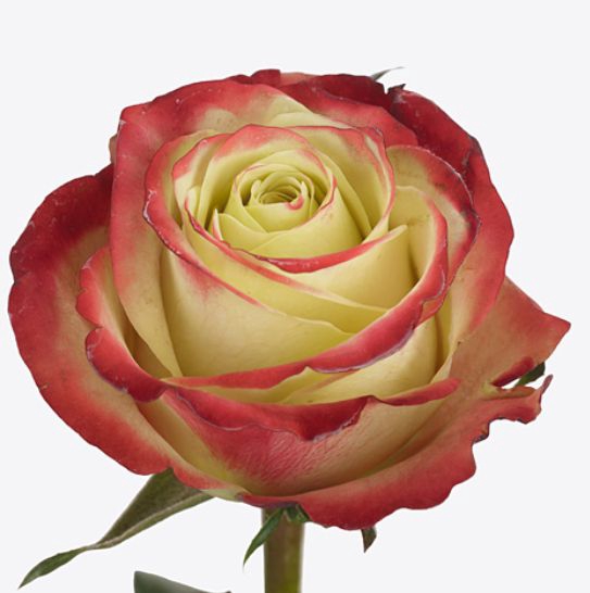 Rosa Eagle Eye