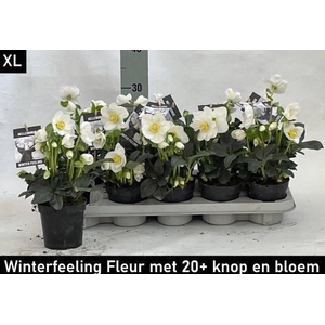 HELL NI WINTER FLEUR