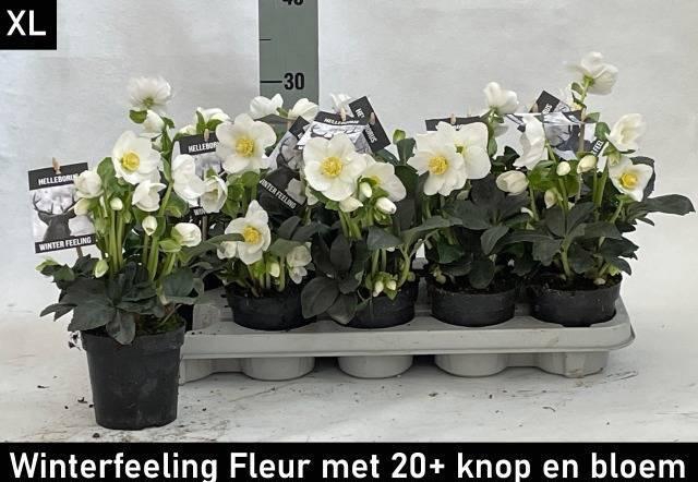 <h4>HELL NI WINTER FLEUR</h4>