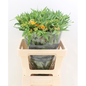 ASCL TUBEROSA