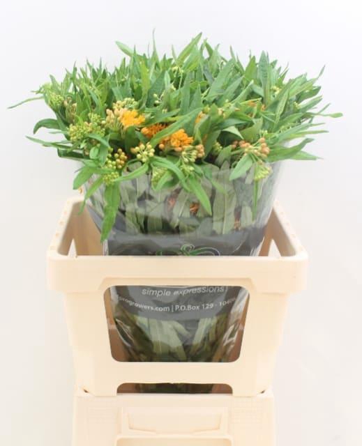 ASCL TUBEROSA