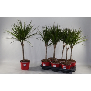 DRA MARGINATA