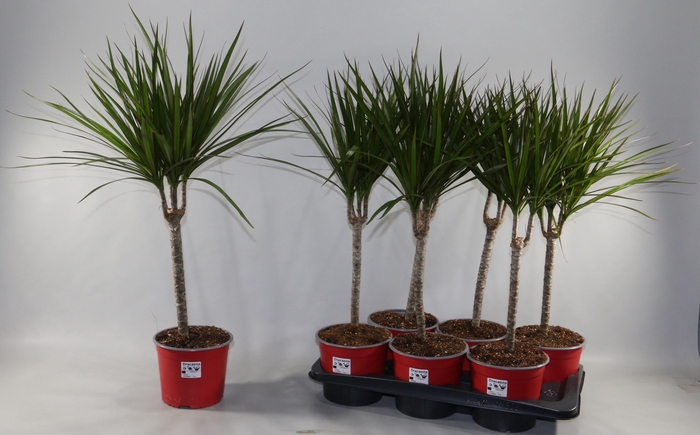 <h4>DRA MARGINATA</h4>