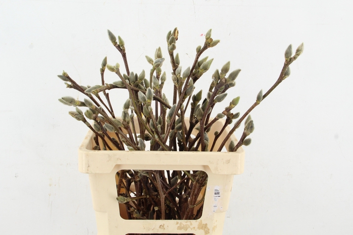 <h4>MAGNOLIA SUPERBA 055CM</h4>