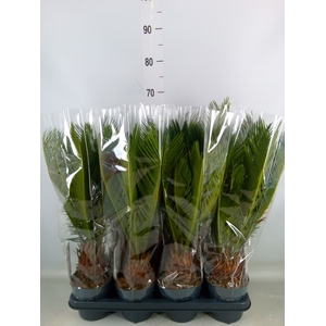 Cycas revoluta