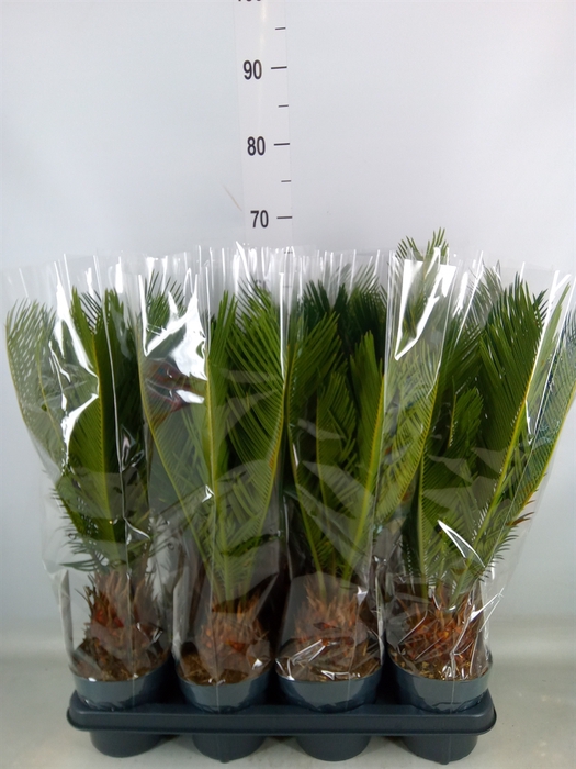 <h4>Cycas revoluta</h4>