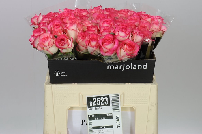 <h4>Rosa Gr Jumilia</h4>