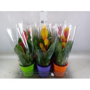 Vriesea   ...mix 6