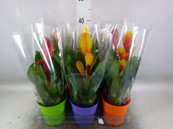 <h4>Vriesea   ...mix 6</h4>