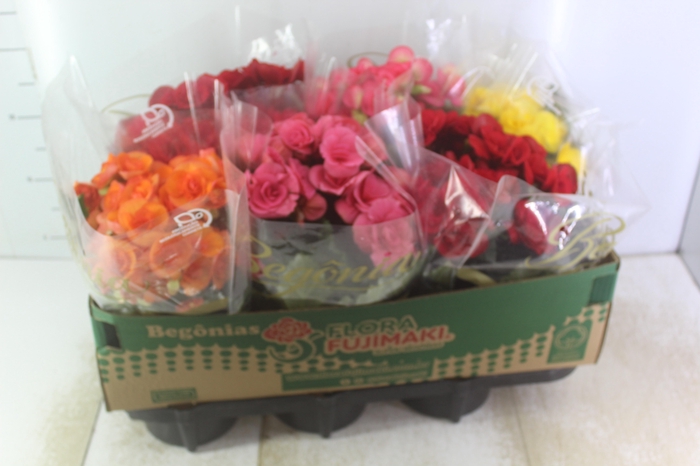 BEGONIA P15