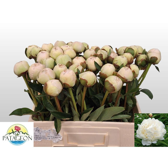 <h4>PAEO L BOWL OF CREAM</h4>