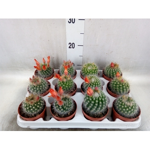 Cactus   ...