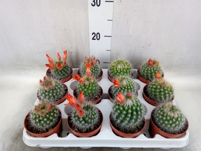 <h4>Cactus   ...</h4>