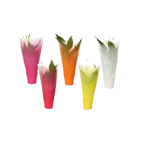 <h4>KP-794.1 - Spathiphyllum 9cm In gekleurde hoes, mixkleuren</h4>