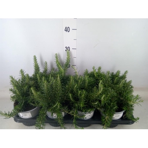 Rosmarinus officinalis 'Prostratus'