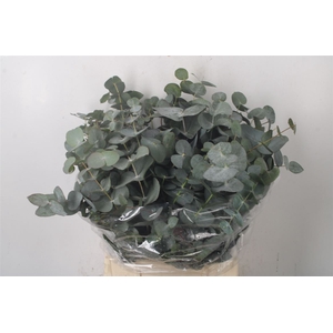 Euc Cinerea Per Bunch 150 Gram