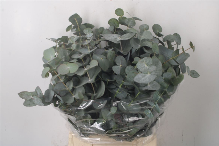 <h4>Euc Cinerea Per Bunch 150 Gram</h4>