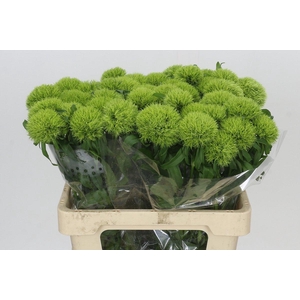 Dianthus Br Kiwi Mellow