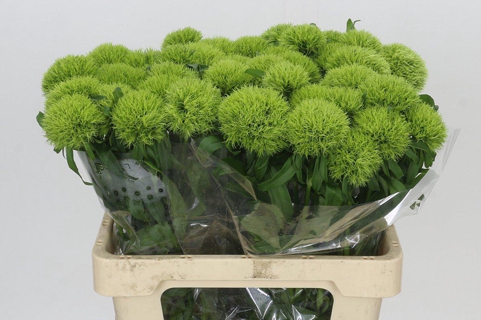 <h4>Dianthus Br Kiwi Mellow</h4>