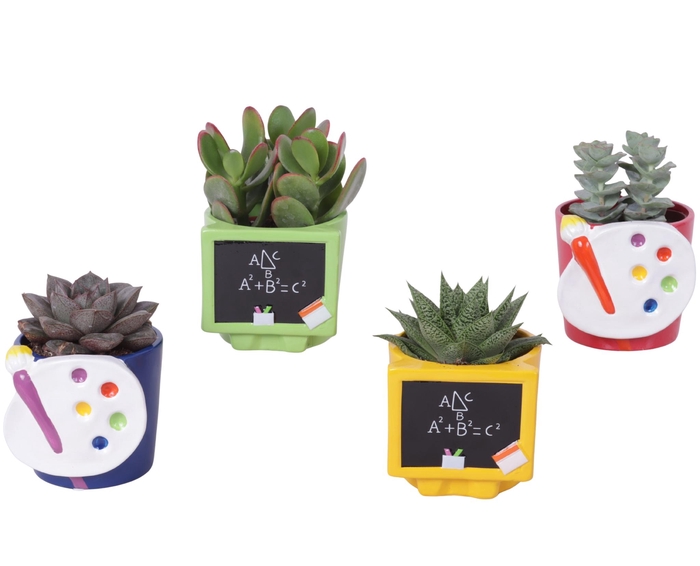 <h4>Thank you Teacher Arr. Succulent Ceramic Pot Teachermix Ø11cm</h4>