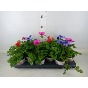 Anemone cor. 'Harmony'   ..mix