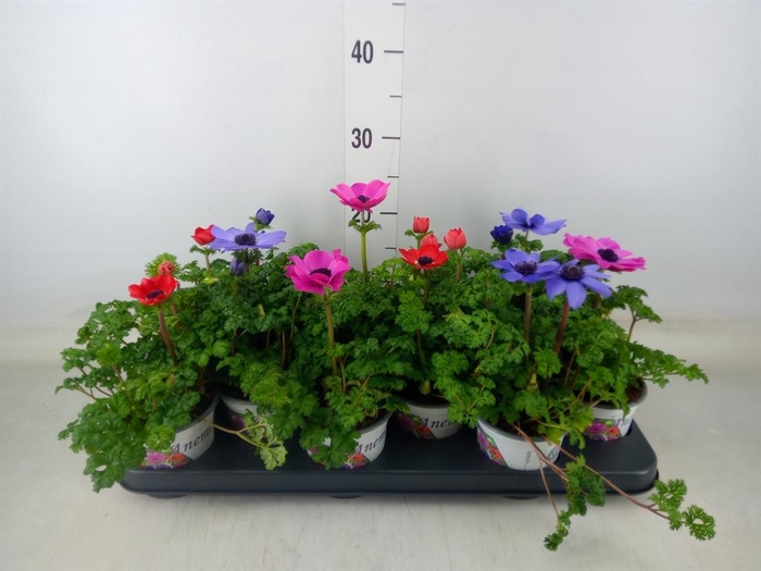 <h4>Anemone cor. 'Harmony'   ..mix</h4>