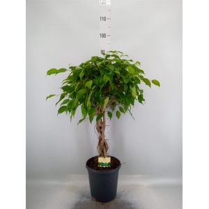 Ficus benja. 'Exotica'