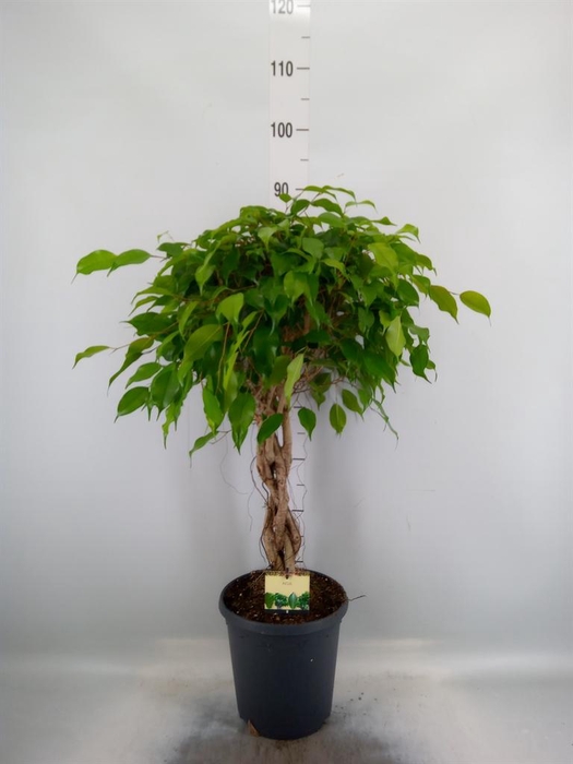 <h4>Ficus benja. 'Exotica'</h4>
