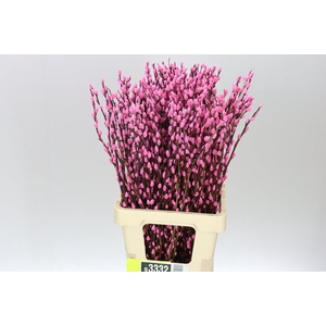Salix Snow Flake Pink