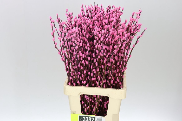 <h4>Salix Snow Flake Pink</h4>