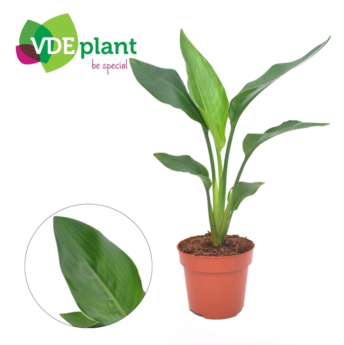 arr8 Strelitzia Niet Bloei