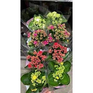 Kalanchoe gevuld grootbloemig gemengd