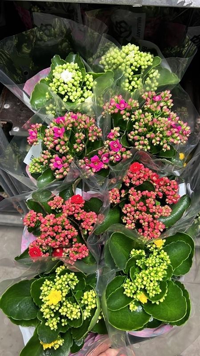 <h4>Kalanchoe gevuld grootbloemig gemengd</h4>