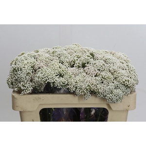 OZOTH COOKS SNOW WHI