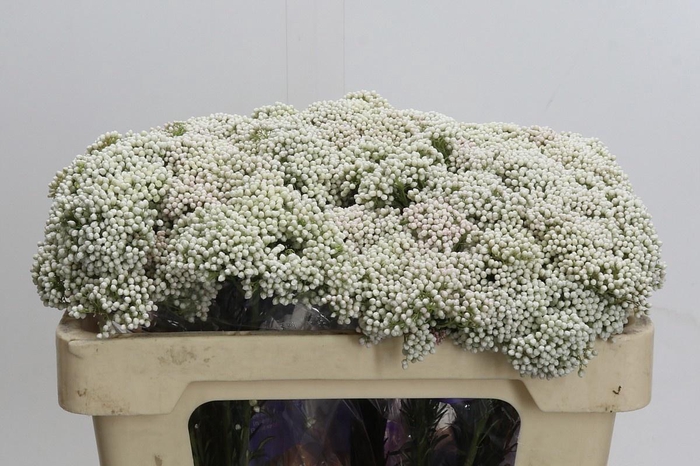 <h4>OZOTH COOKS SNOW WHI</h4>