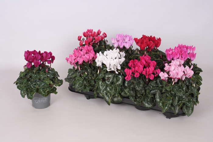 <h4>CYCL KL SUP CARINO</h4>