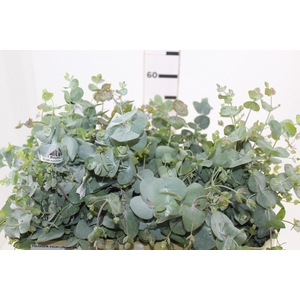 FOLHAGEM EUCAFLOR 060 CM