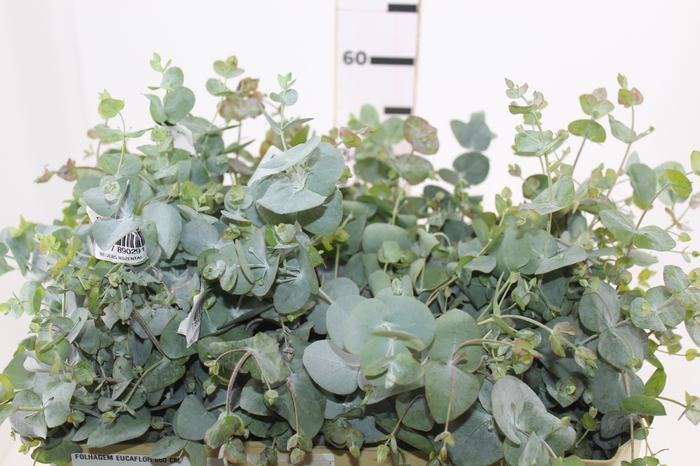 <h4>FOLHAGEM EUCAFLOR 060 CM</h4>