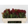 Leucadendron Blush Spray