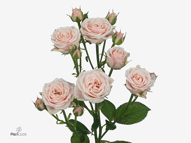 <h4>R Tr Sweet 4-tune+</h4>