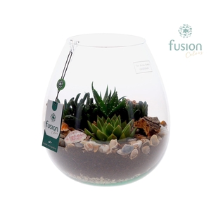 Green Bottle Abby Large Maritiem met Succulenten 5pp