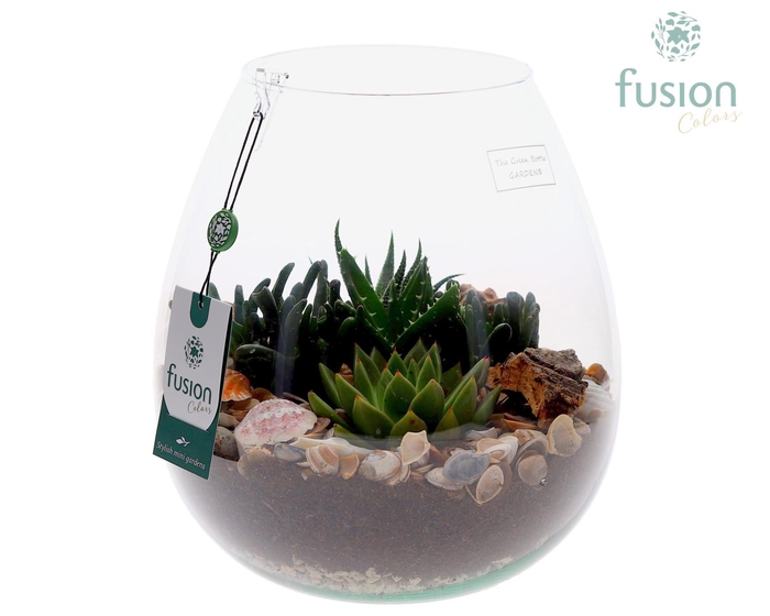 <h4>Green Bottle Abby Large Maritiem met Succulenten 5pp</h4>