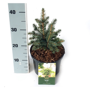 Picea s. 'Midget'