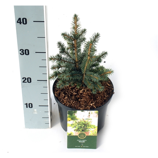 <h4>Picea s. 'Midget'</h4>