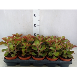Kalanchoe   ...