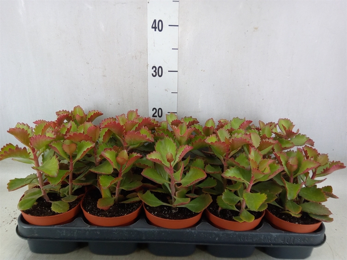 <h4>Kalanchoe   ...</h4>
