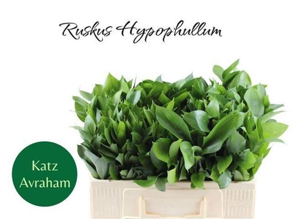 <h4>RUSCUS HYPOPHYLLUM</h4>