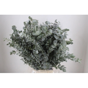 Euca Cinerea 300gr P Bunch